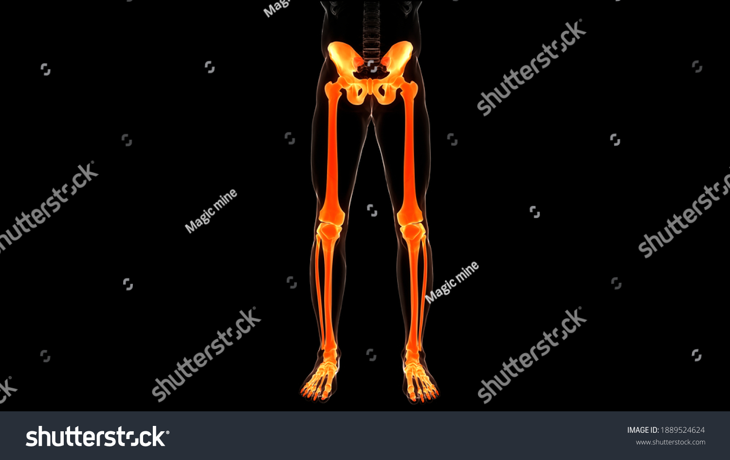 Human Skeleton System Lower Limbs Bone Stock Illustration