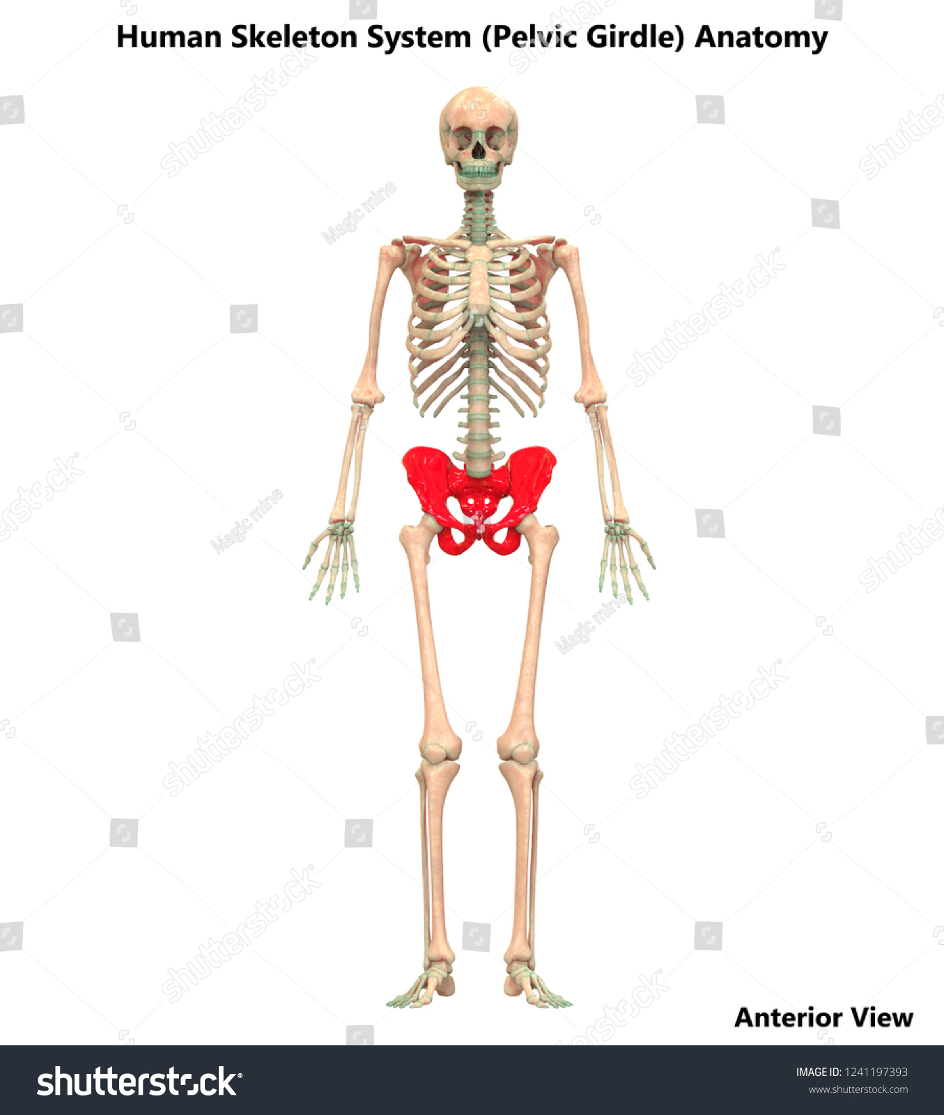 Human Skeleton System Pelvic Girdle Anatomy Stock Illustration