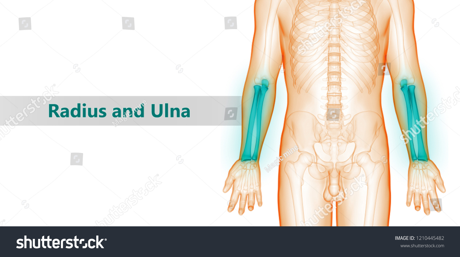 Human Skeleton System Radius Ulna Bones Stock Illustration