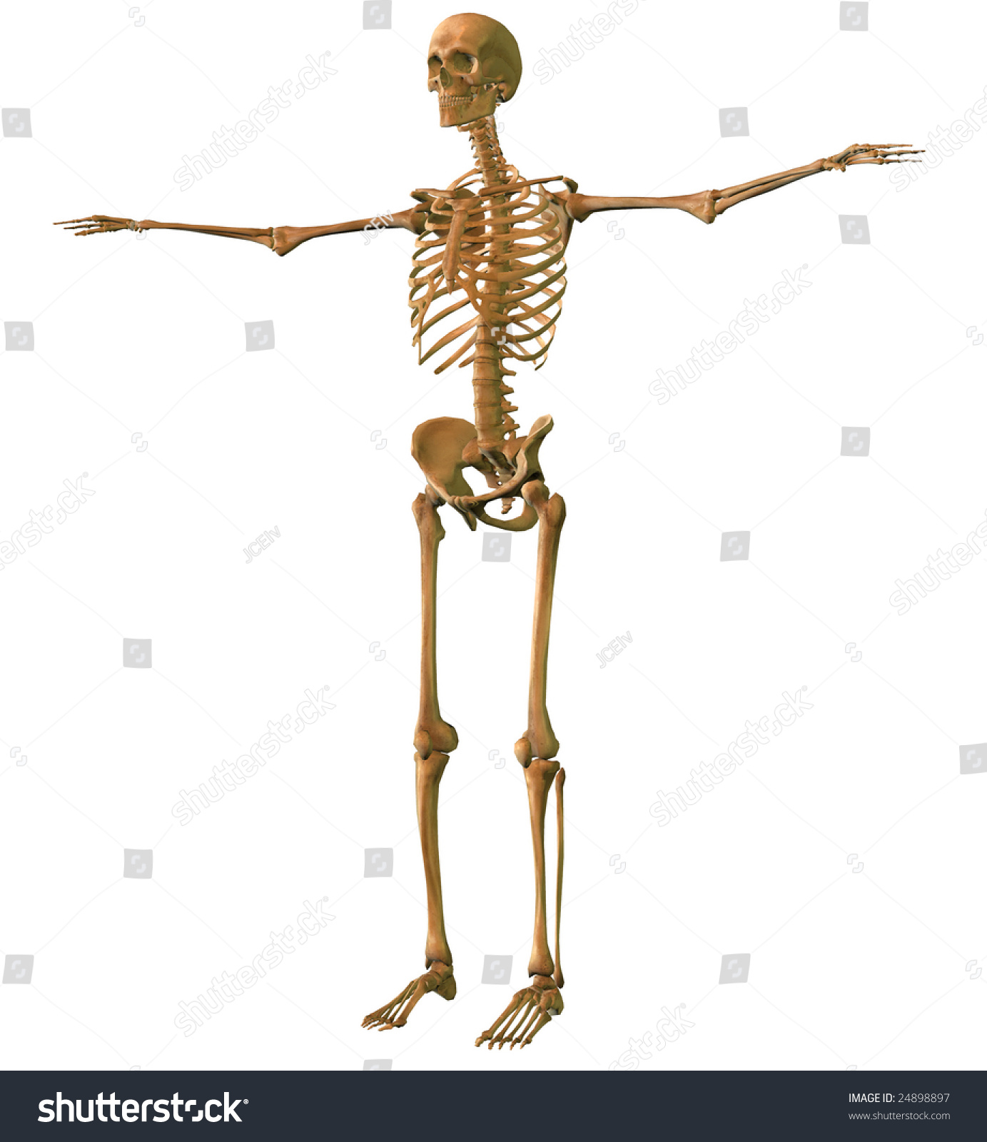 Human Skeleton With Arms Outstretched Stock Photo 24898897 : Shutterstock