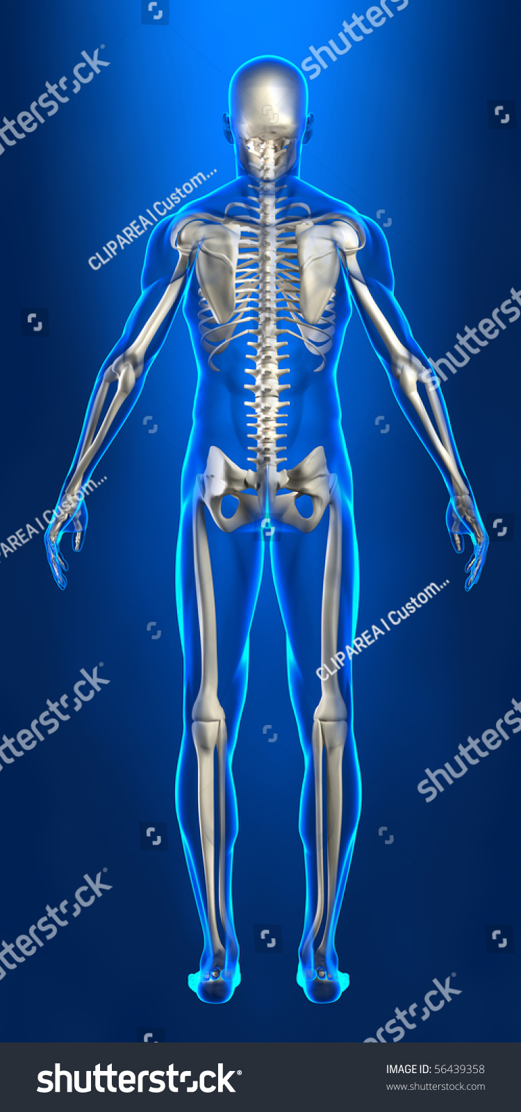 Human Skeleton With X Ray Body Lines Stock Photo Shutterstock