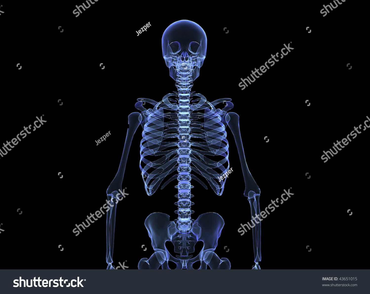 Human Skeleton Xray Stock Photo 43651015 Shutterstock