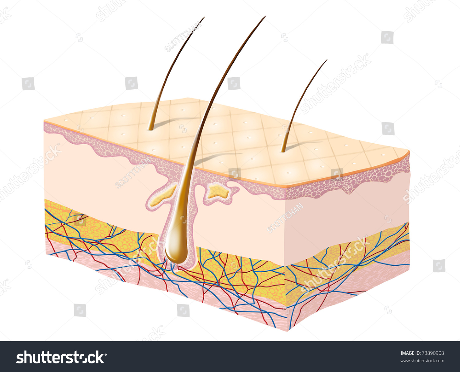 Human Skin Anatomy Illustration Stock Illustration 78890908 - Shutterstock