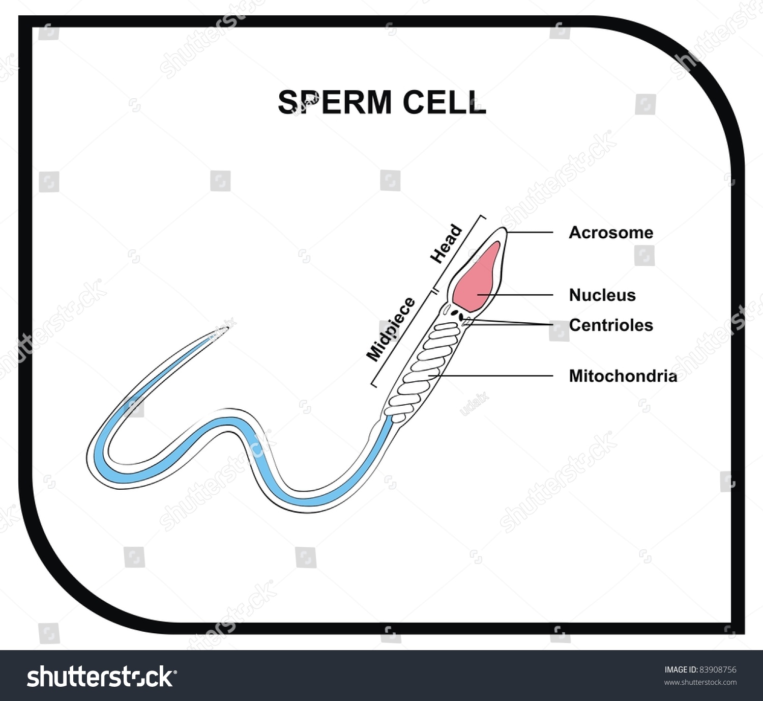 Nucleus human cells except sperm