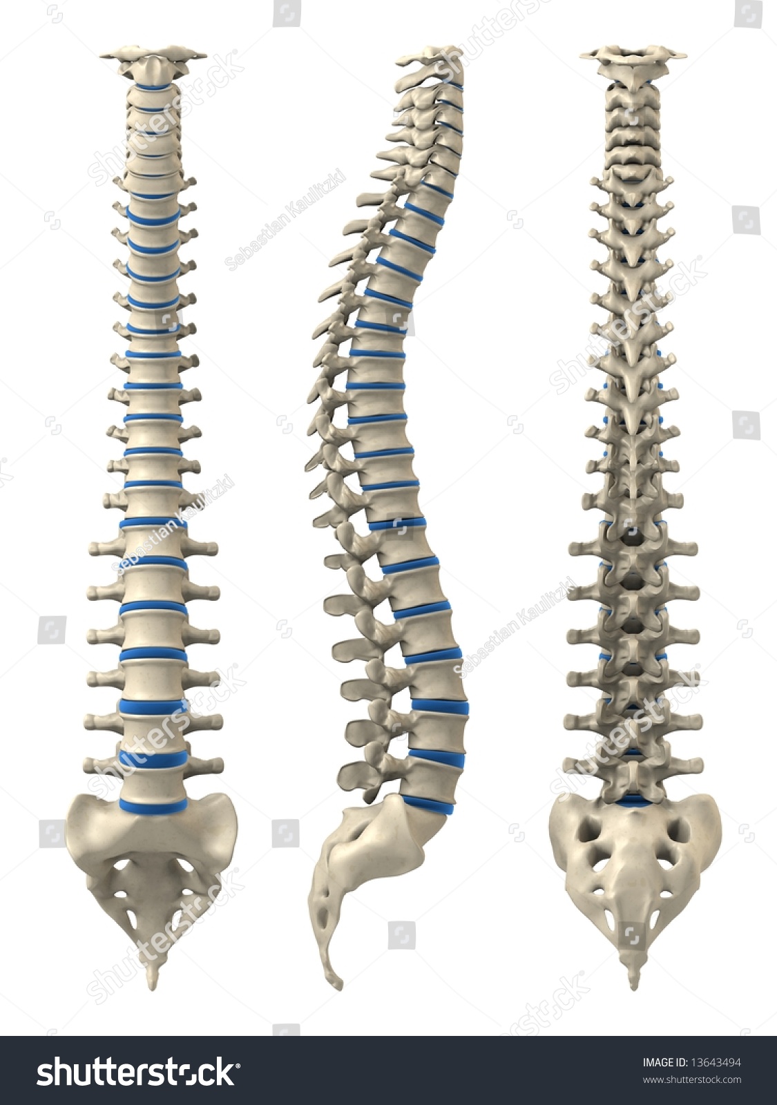 Human Spine Stock Illustration 13643494 Shutterstock