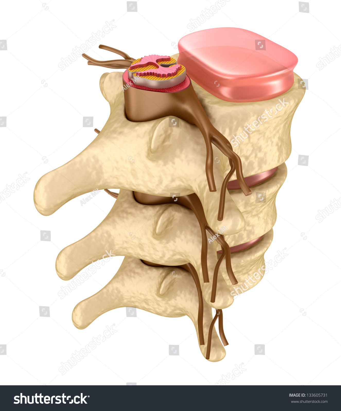 Human Spine In Details Stock Photo 133605731 : Shutterstock