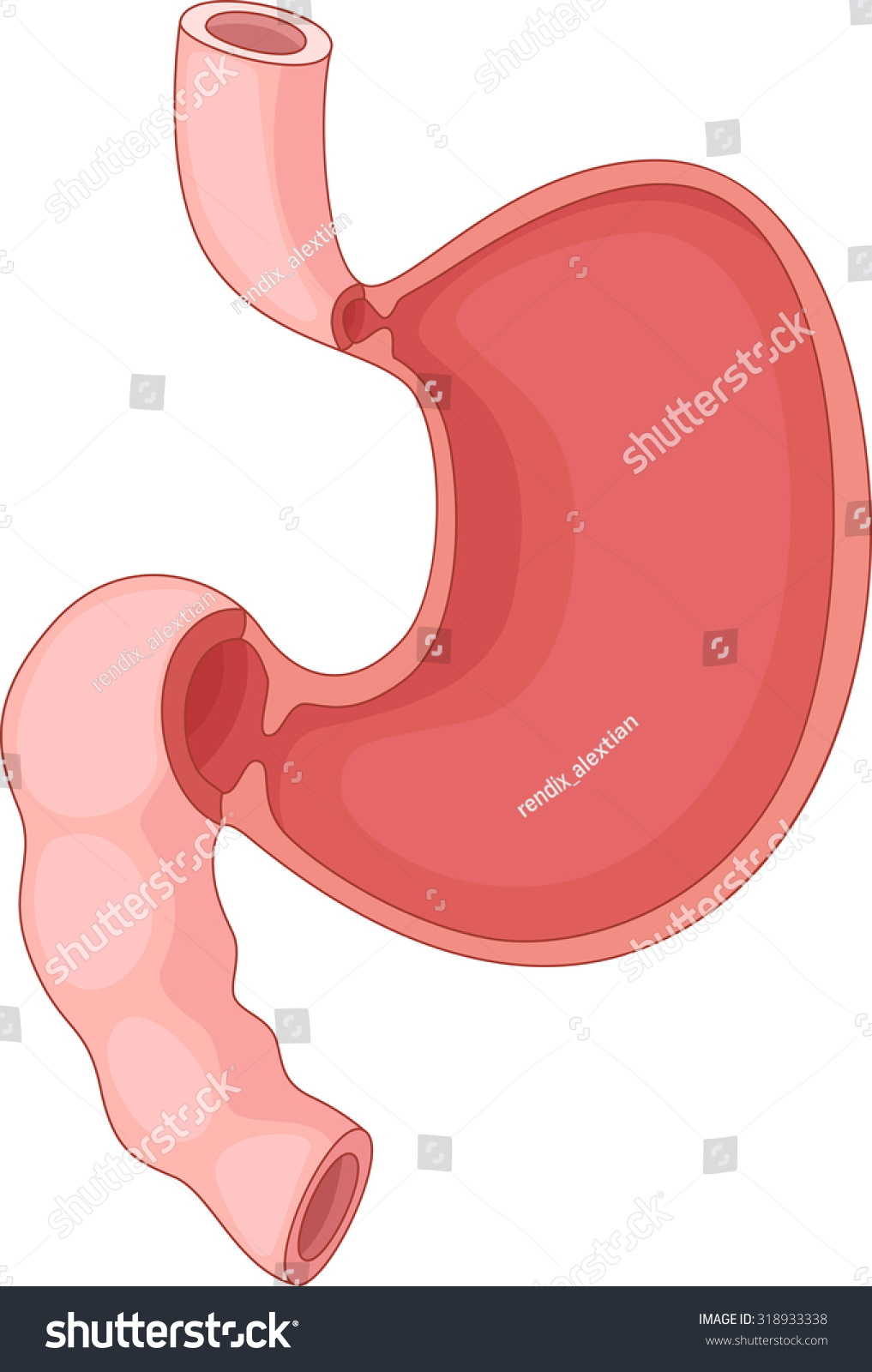 Human Stomach Cartoon Stock Illustration 318933338 - Shutterstock