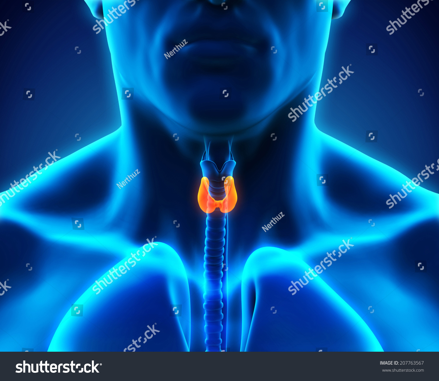 Human Thyroid Gland Stock Photo 207763567 Shutterstock