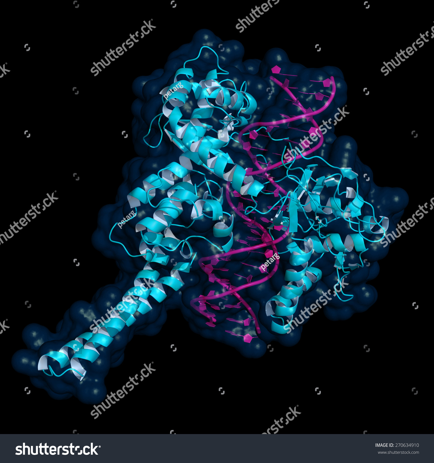 Human Topoisomerase I Bound To Double Stranded Dna Topoisomerases Are