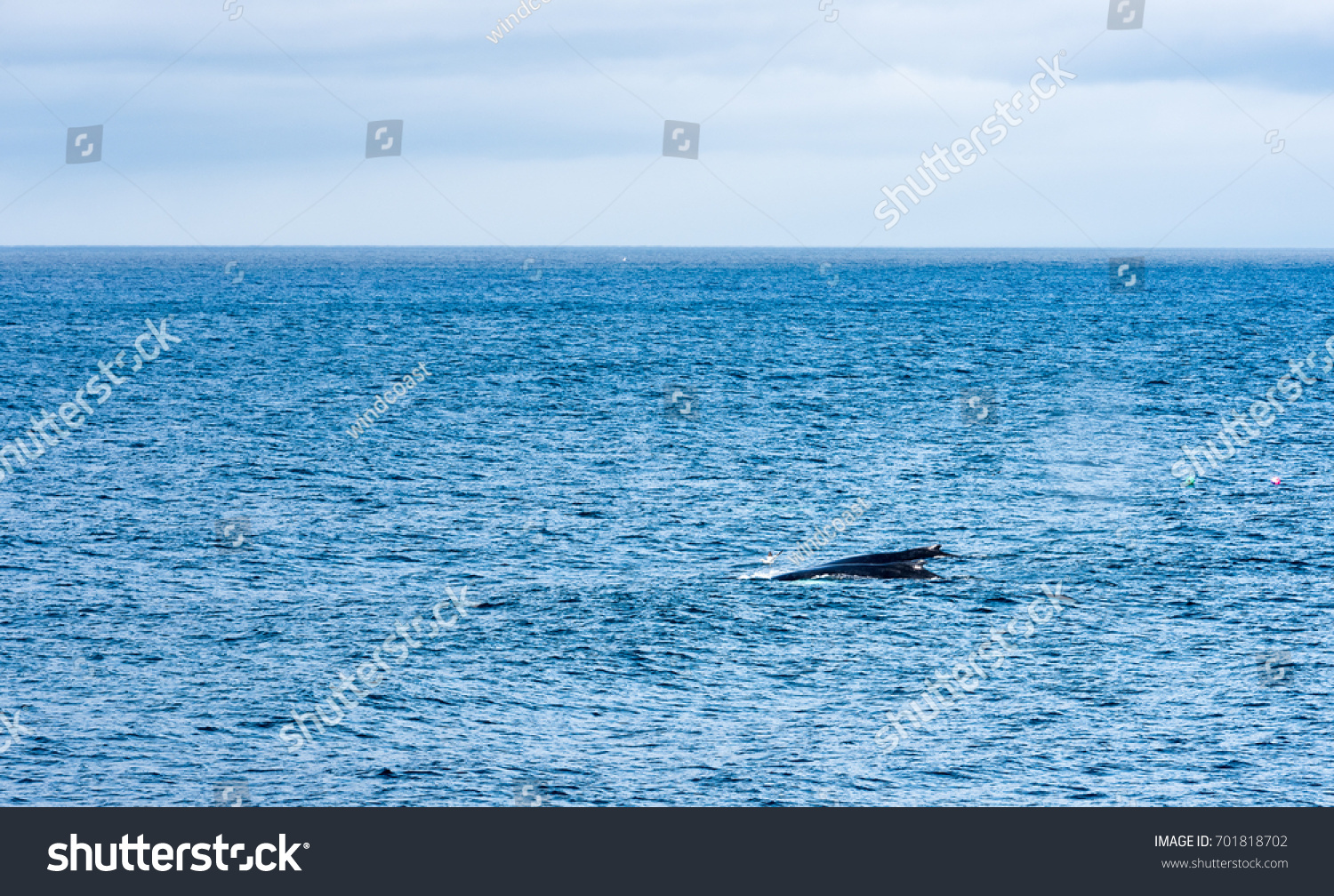 Humpback Whales Breathing On Surface Stock Photo Shutterstock