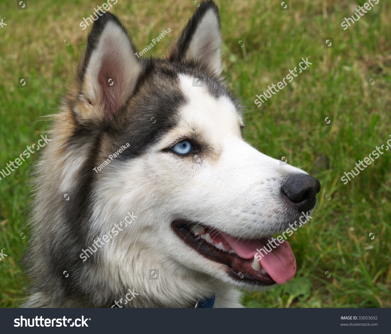 Husky Dog Stock Photo 33053692 Shutterstock photo