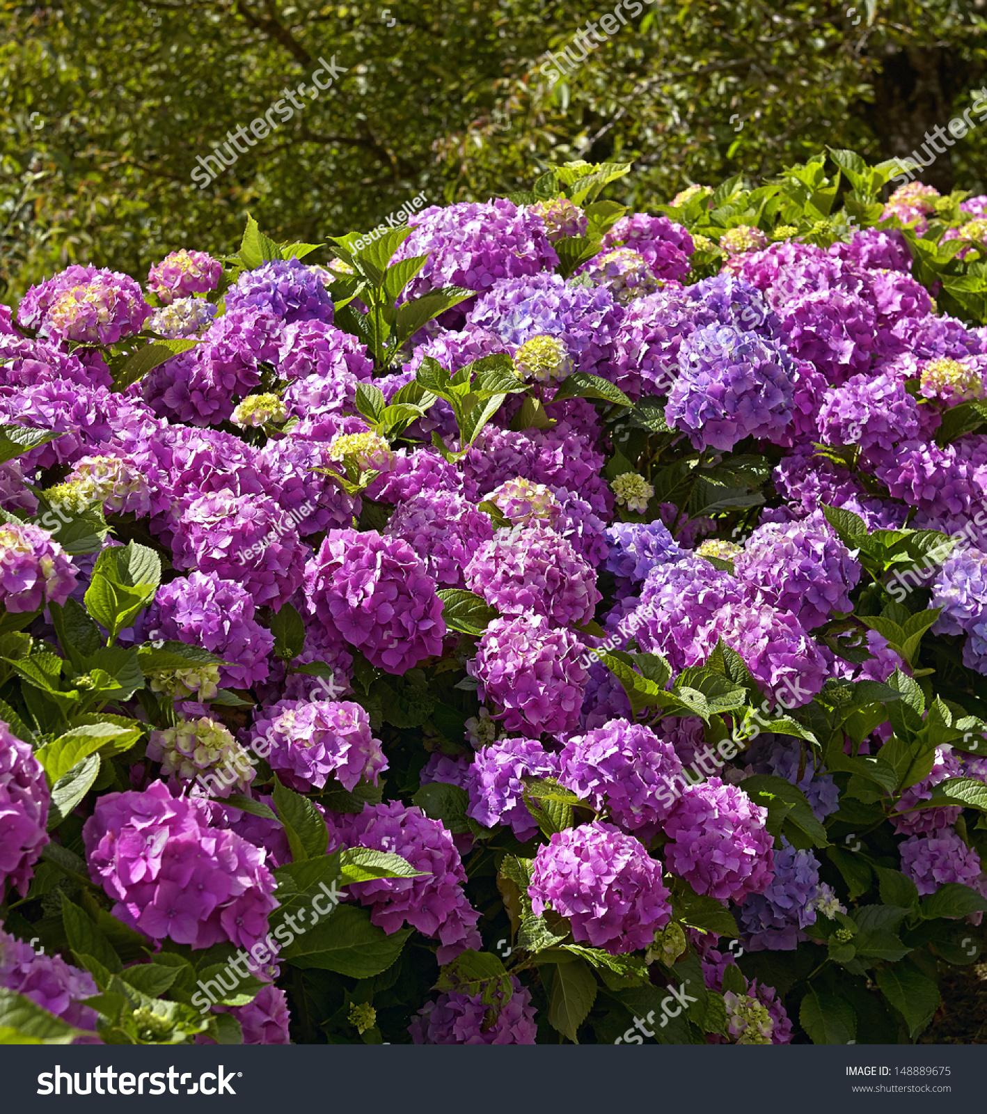 Hydrangea Stock Photo 148889675 Shutterstock