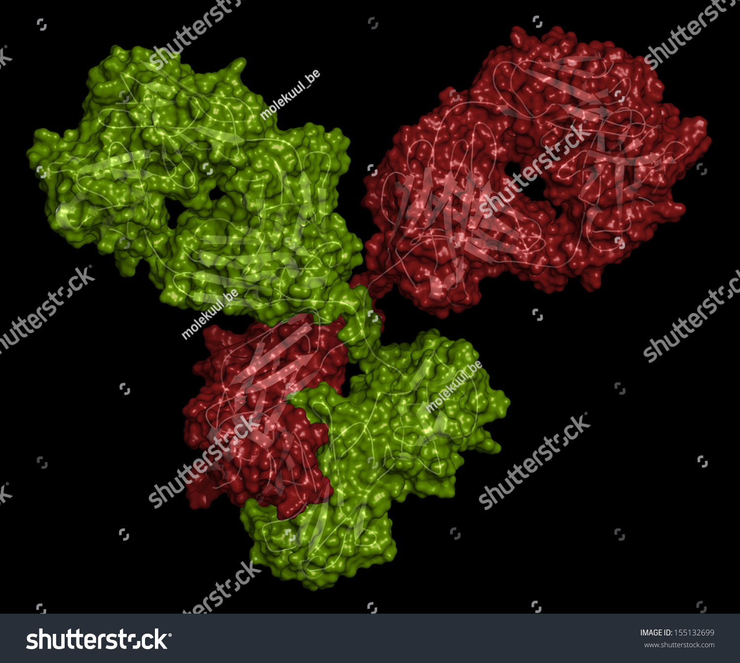 Igg1 Monoclonal Antibody Immunoglobulin Play Essential Role In Immunity Against Bacteria And 5951