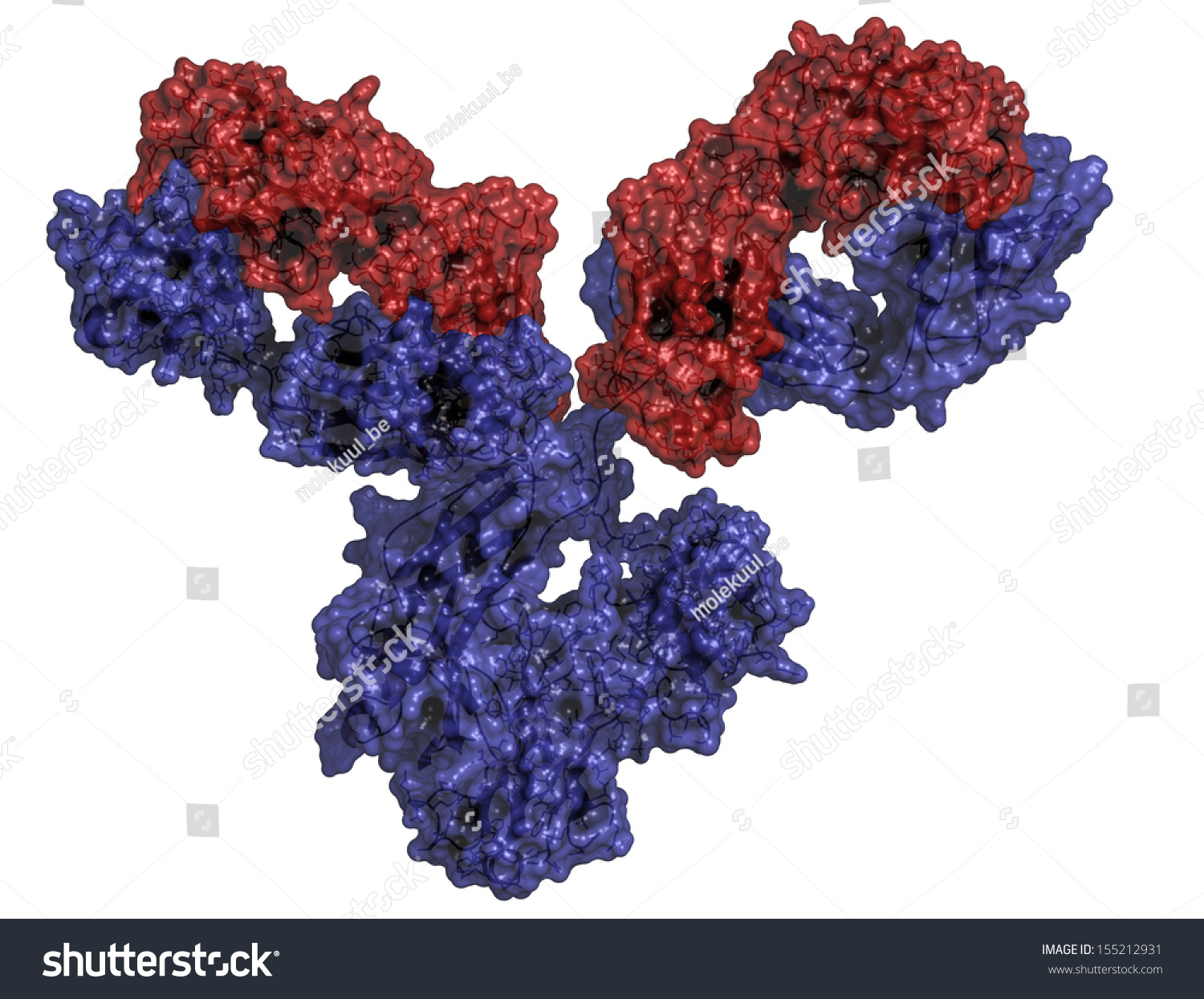 Igg1 Monoclonal Antibody (Immunoglobulin). Play Essential Role In