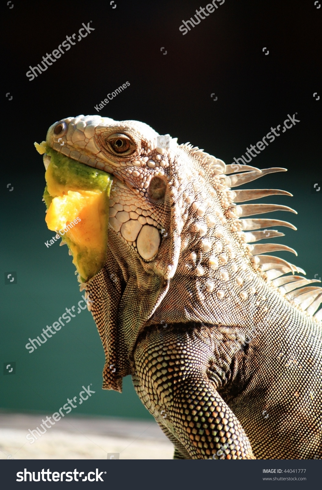 iguana not eating