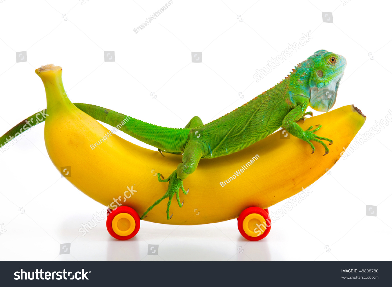 iguana banana