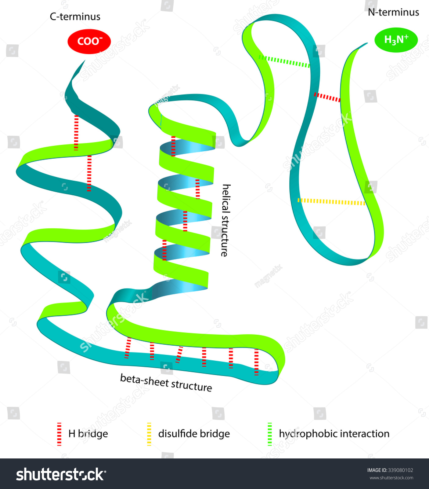 Illustrated Structure Of A Protein Molecule Photo libre de droits