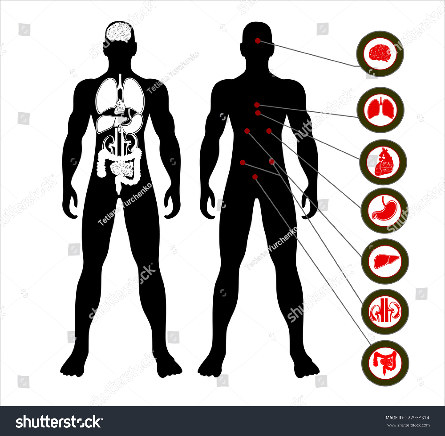 Illustration Of Diagram Of Human Anatomy - 222938314 : Shutterstock