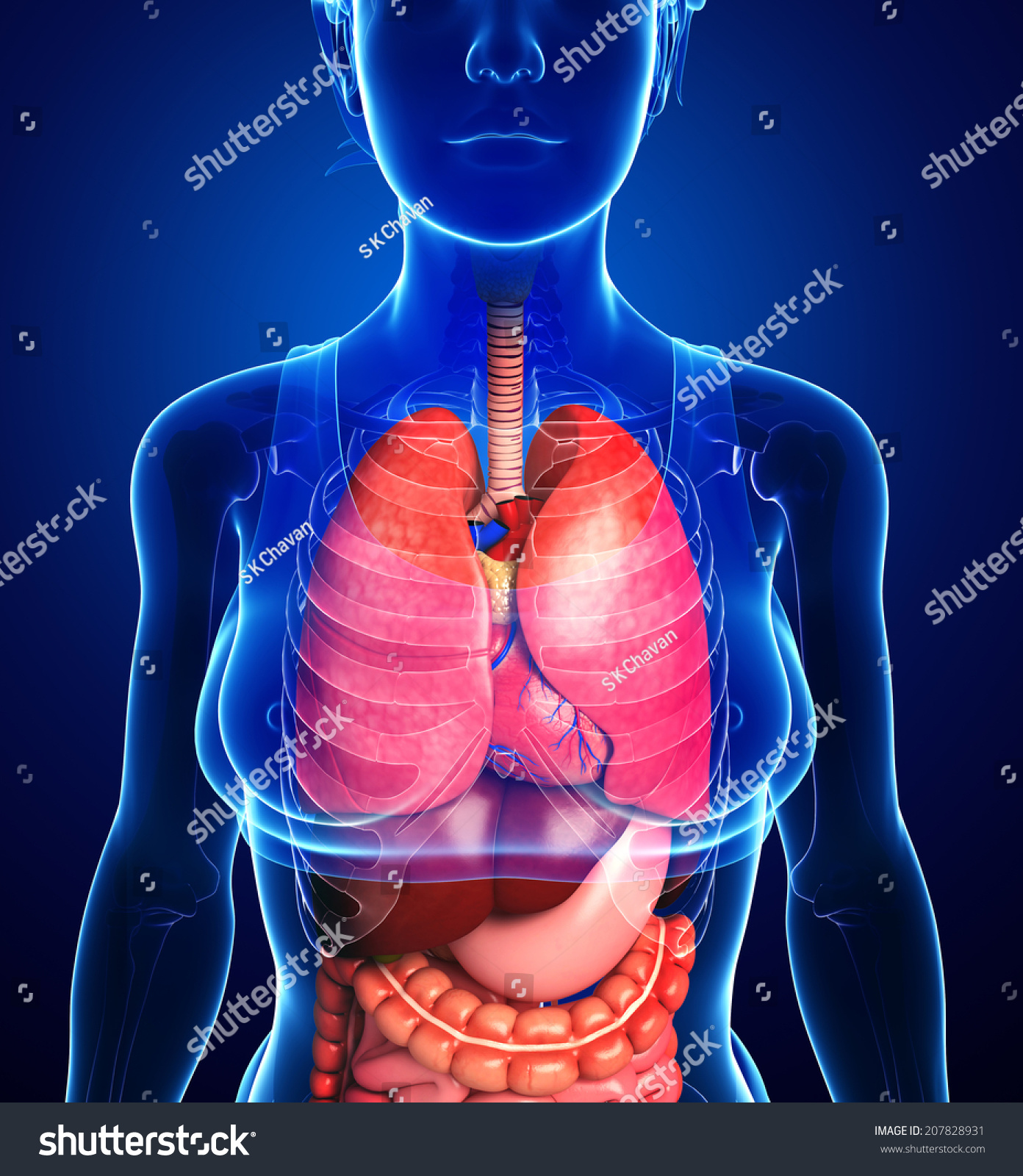 Illustration Of Female Digestive System 207828931 Shutterstock