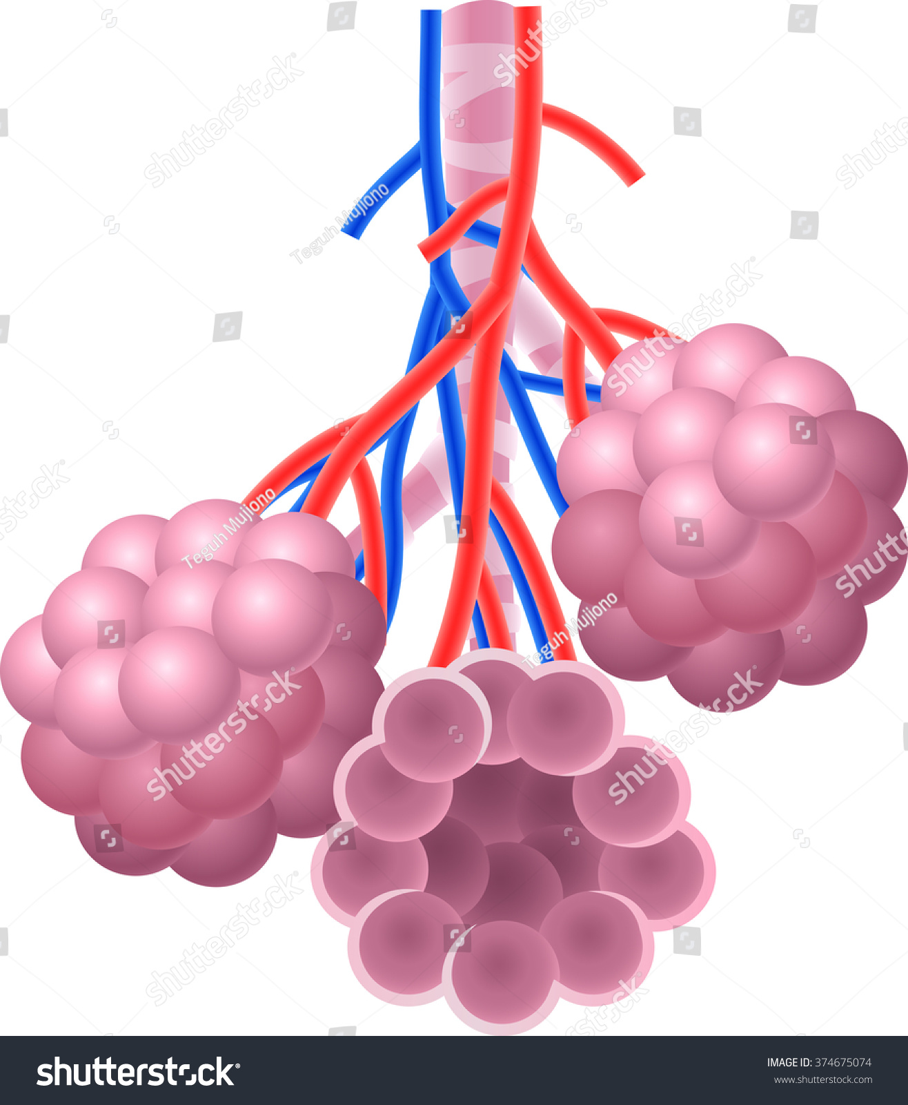 Illustration Human Alveoli Structure Anatomy Stock Illustration 374675074 Shutterstock 5856