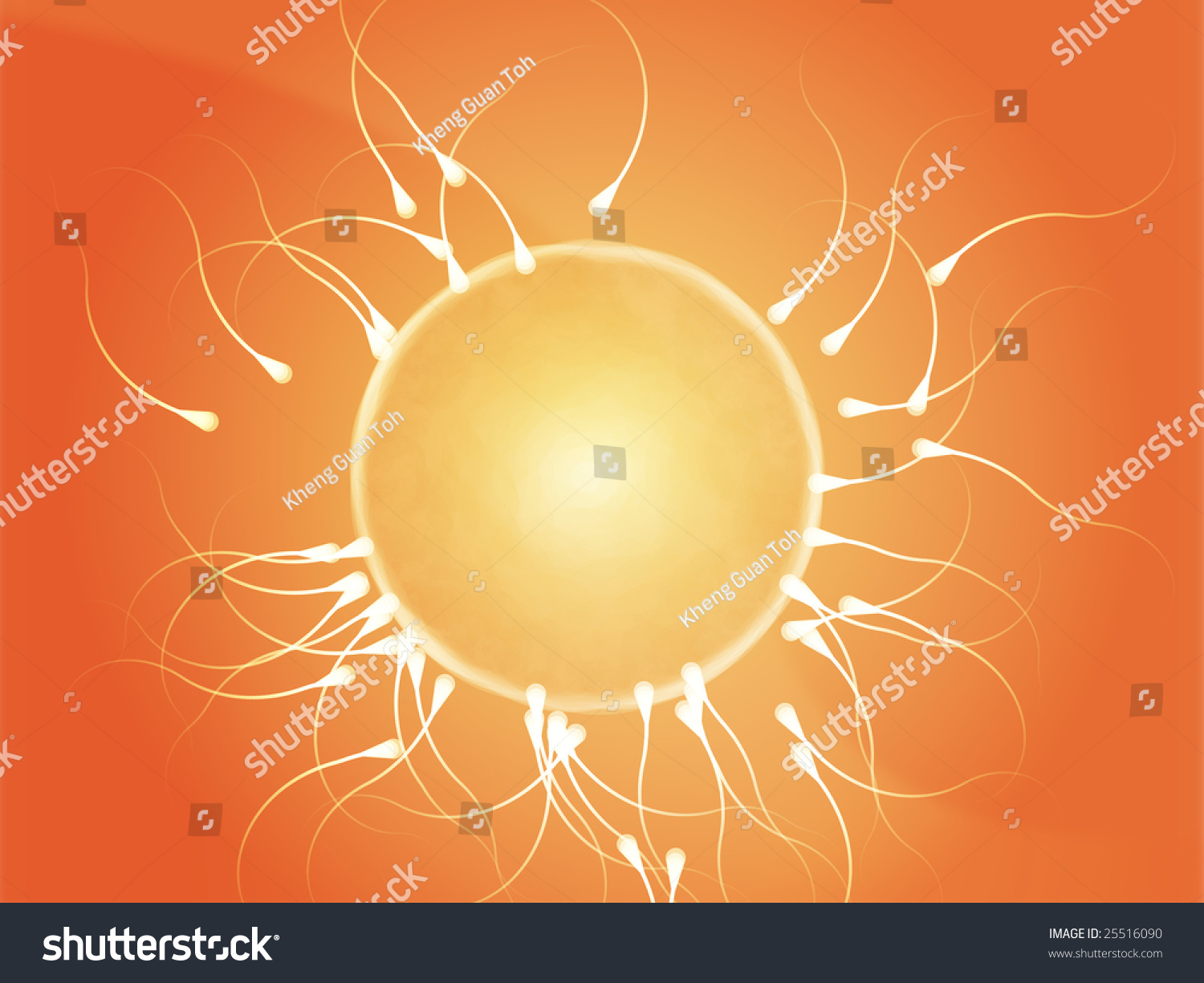 Illustration Of Human Egg Cell Being Fertilized By Sperm 25516090