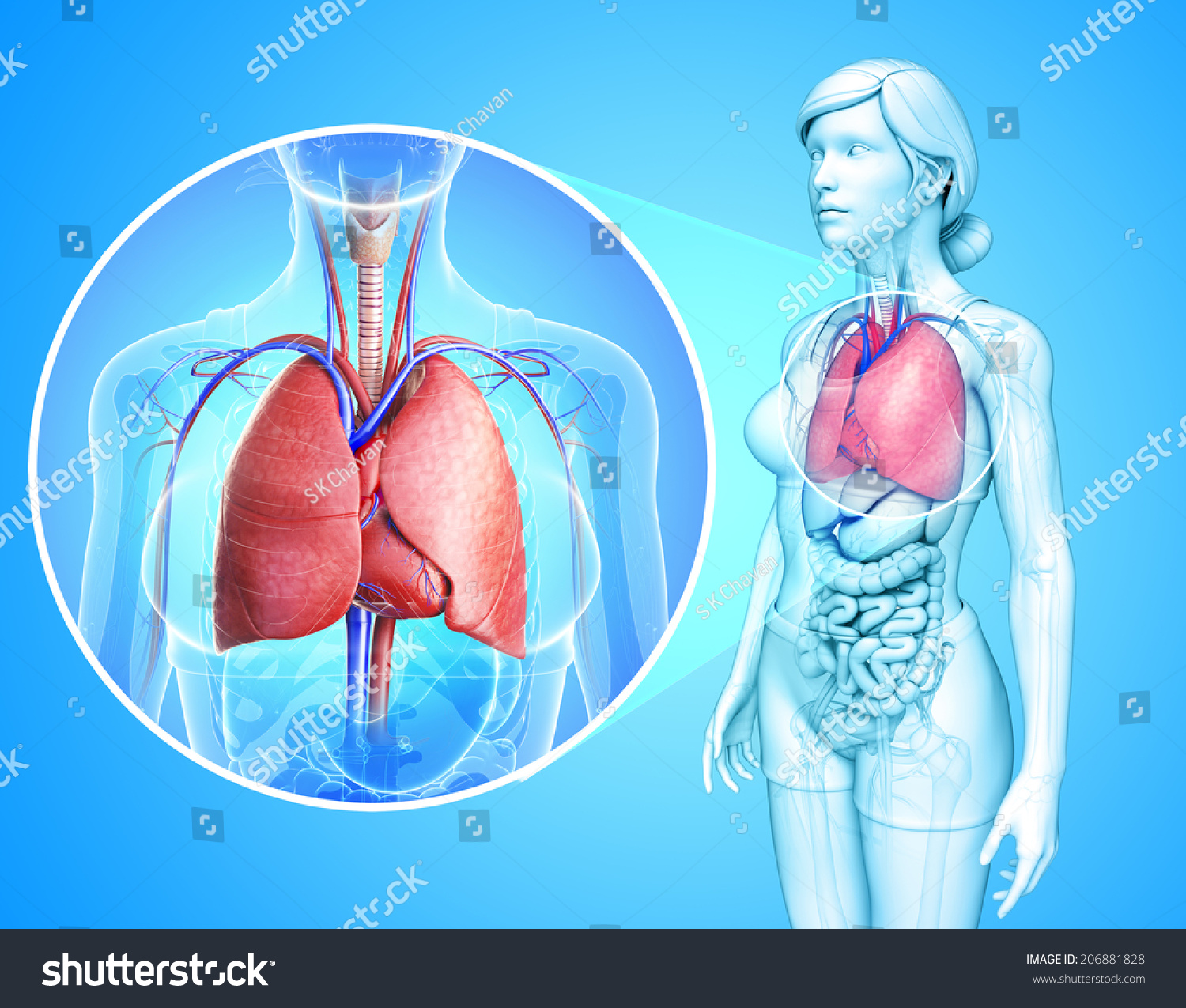 Illustration Of Human Lungs Anatomy Shutterstock