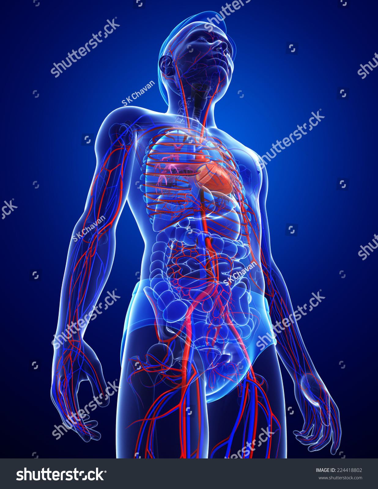 Illustration Of Male Circulatory System - 224418802 : Shutterstock