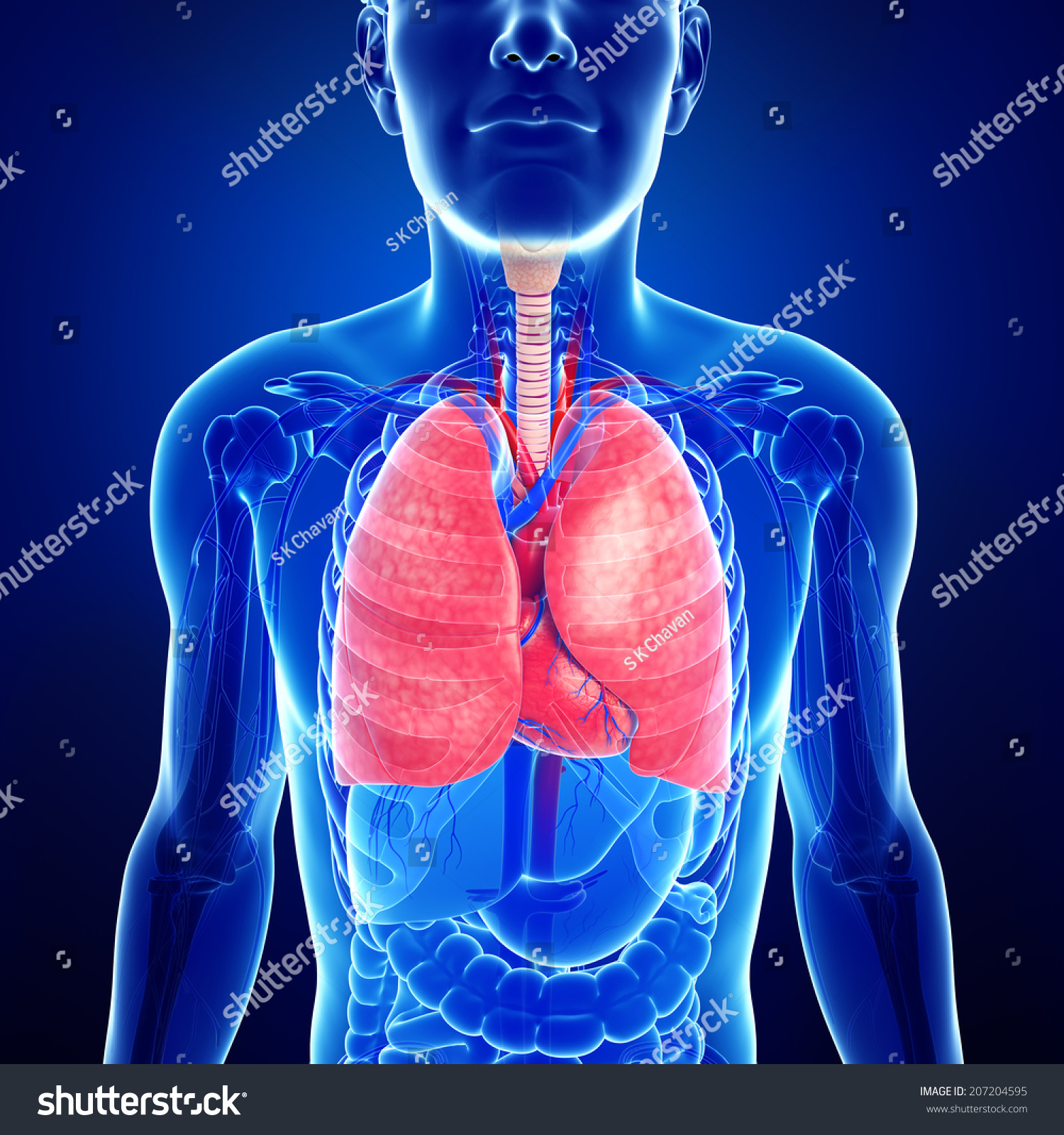 Illustration Male Lungs Anatomy Shutterstock