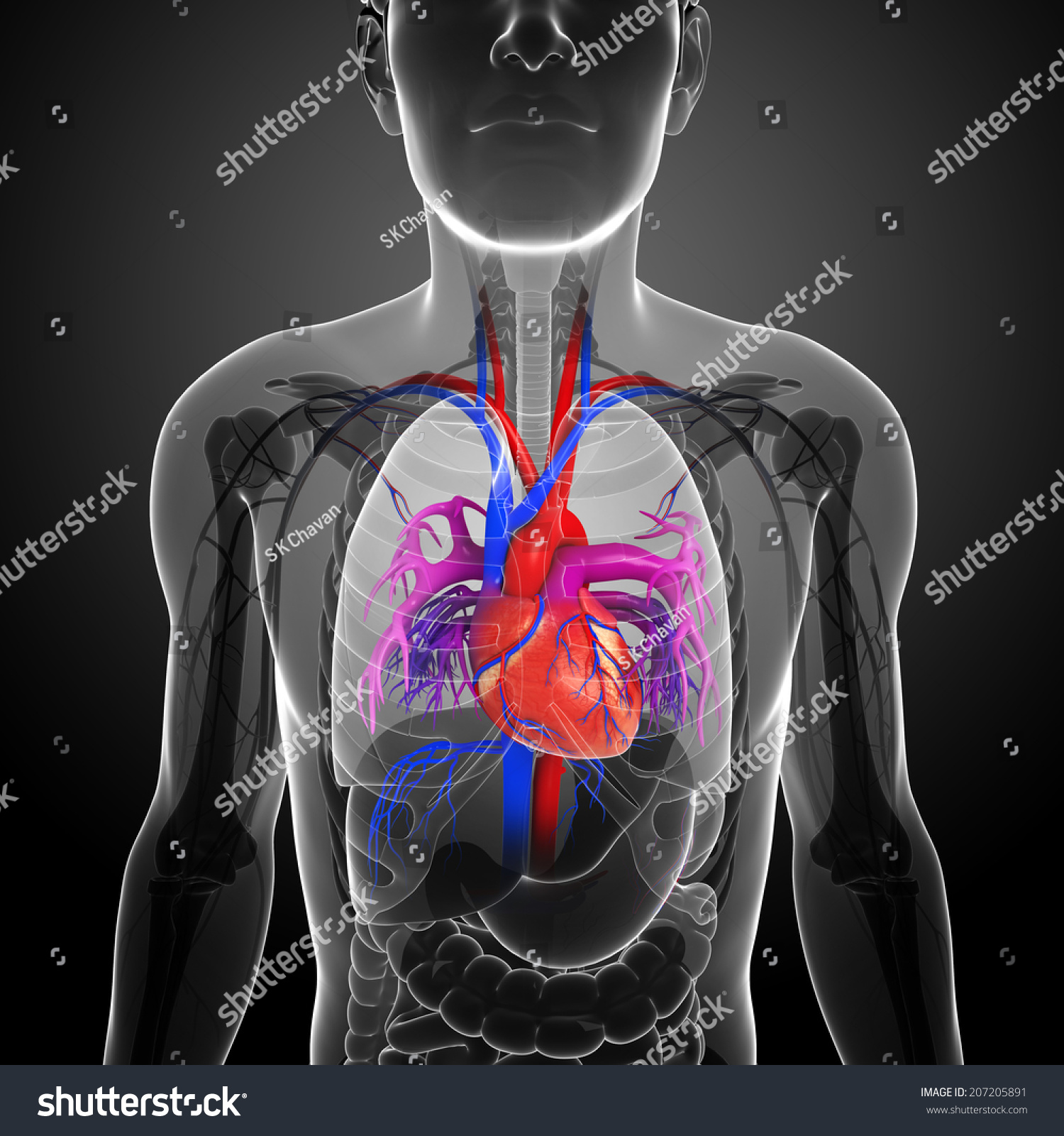 Illustration Of Male Lungs Anatomy Shutterstock