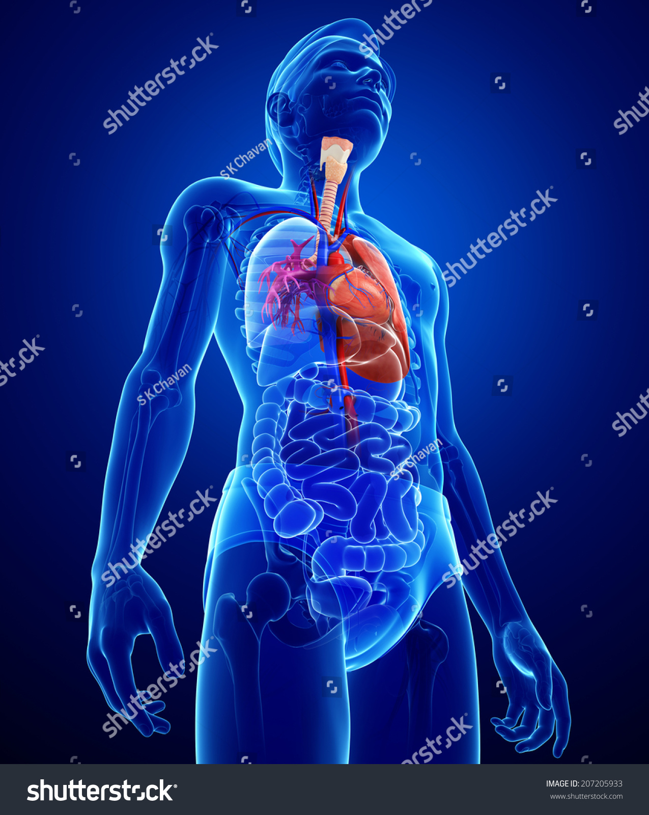 Illustration Of Male Lungs Anatomy Shutterstock