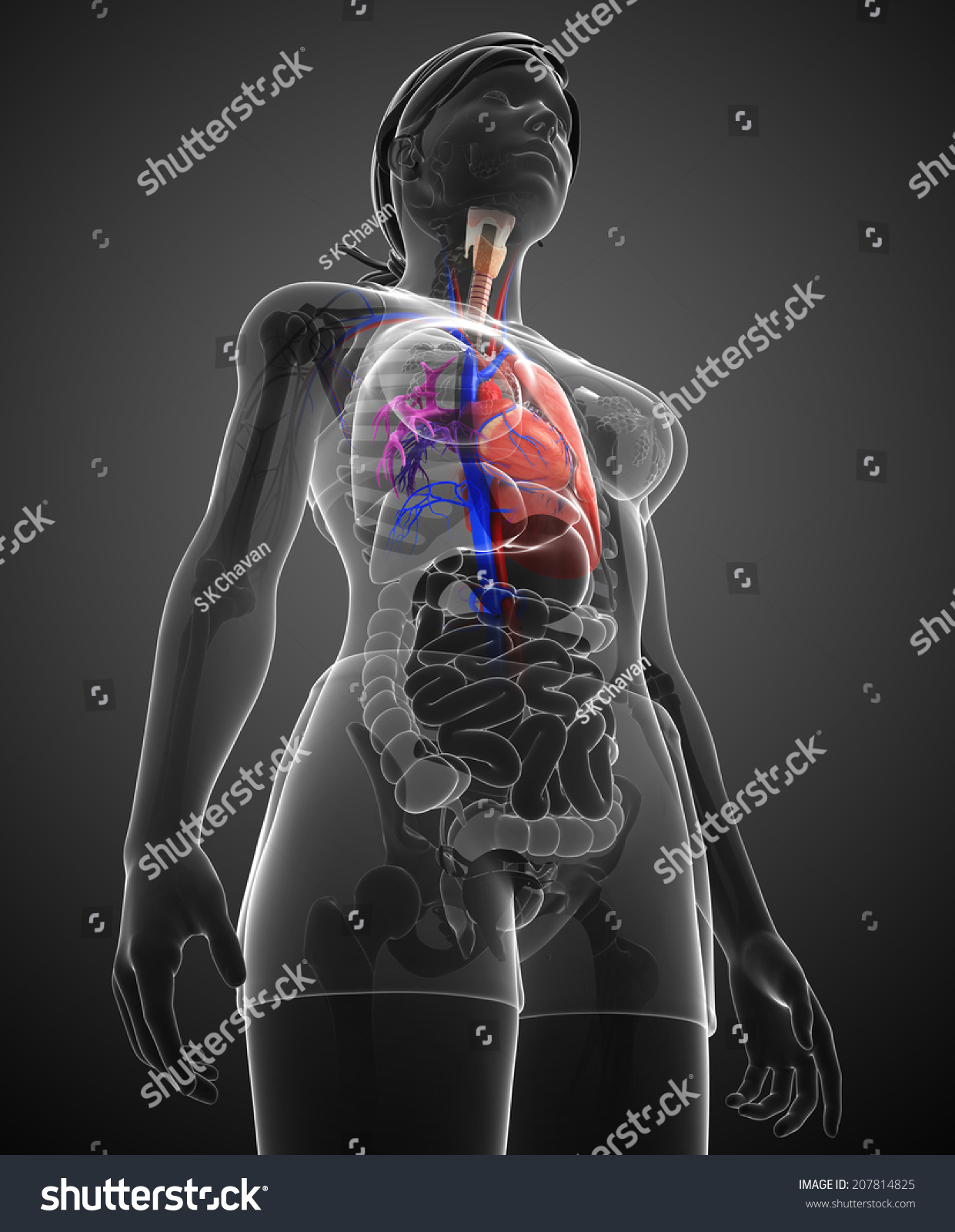 Illustration Male Lungs Anatomy Stock Illustration Shutterstock