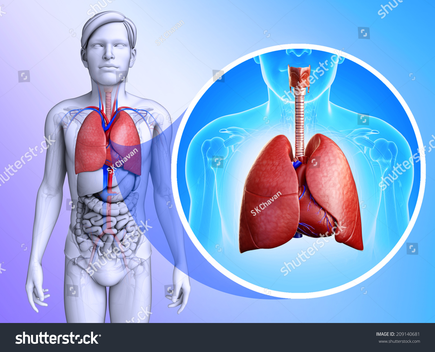 Illustration Of Male Lungs Anatomy Shutterstock