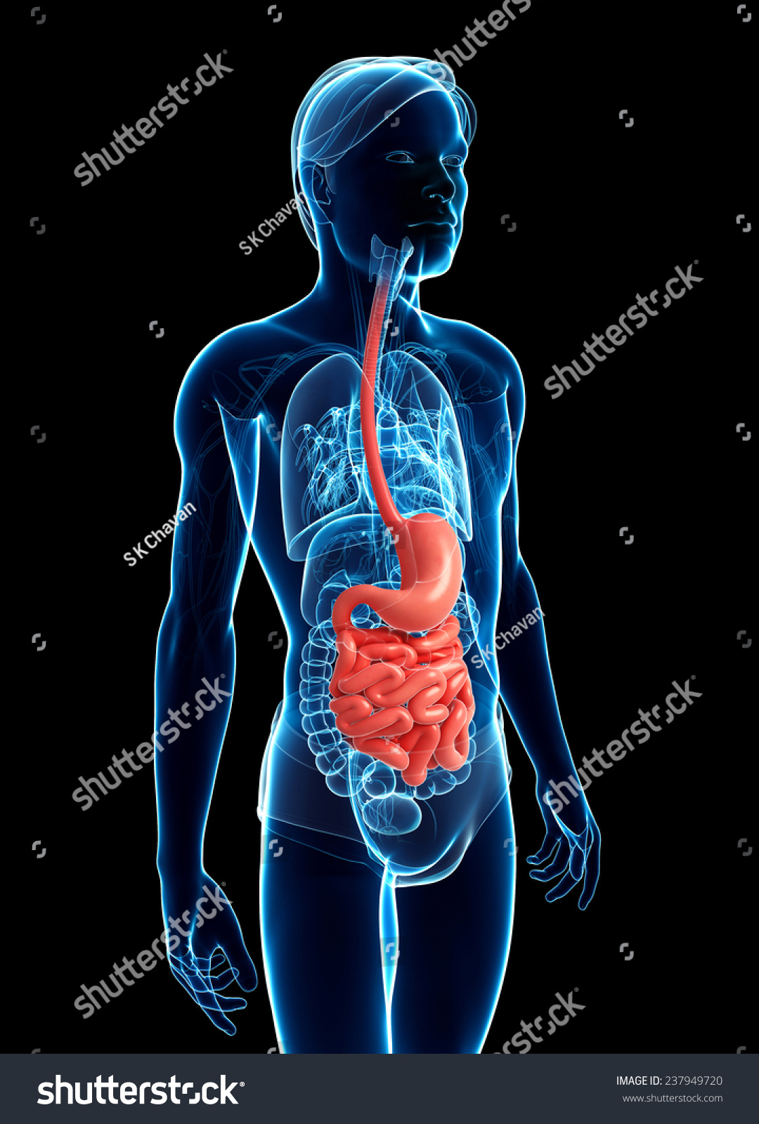 Illustration Of Male Small Intestine Anatomy Shutterstock