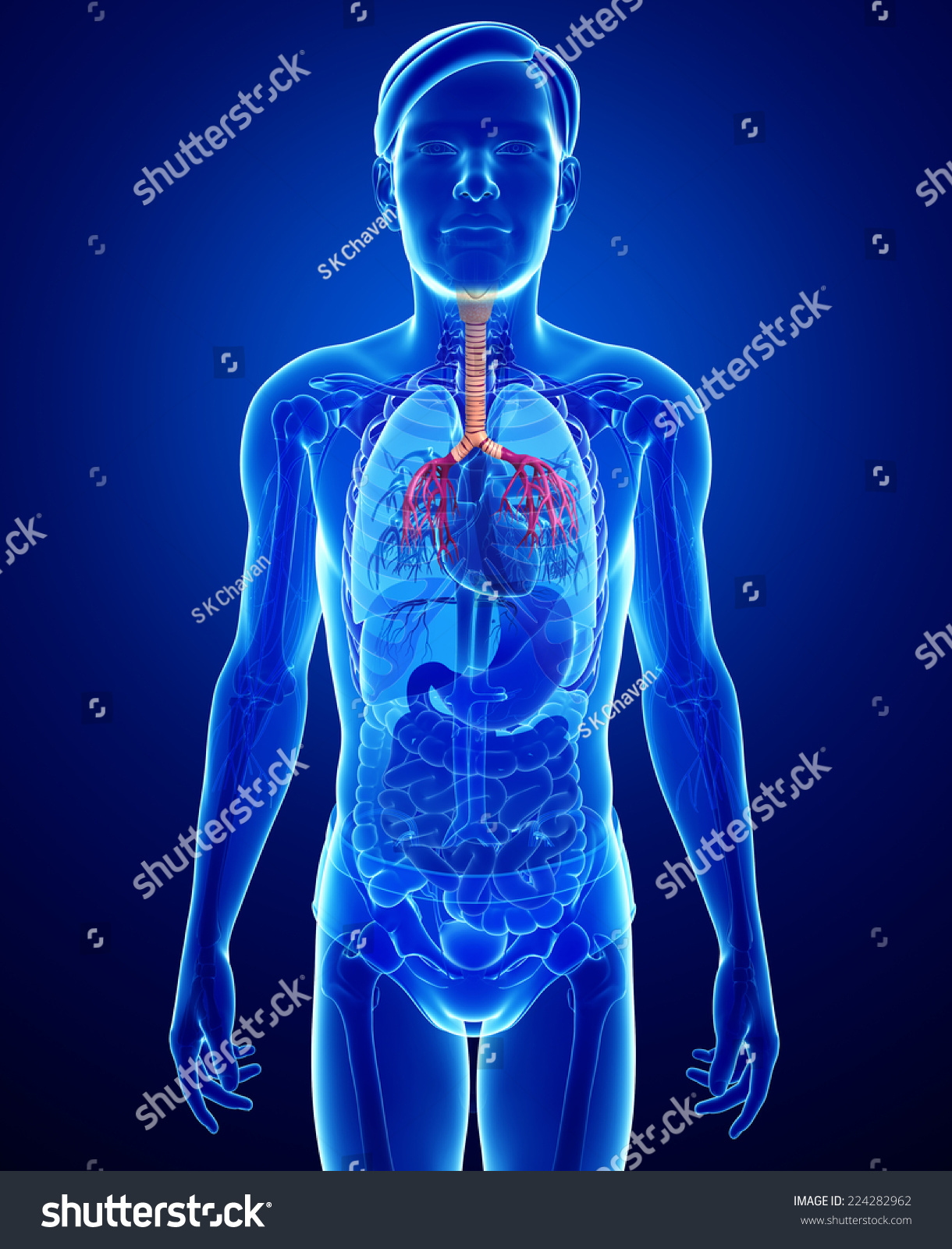 Illustration Of Male Throat Anatomy - 224282962 : Shutterstock