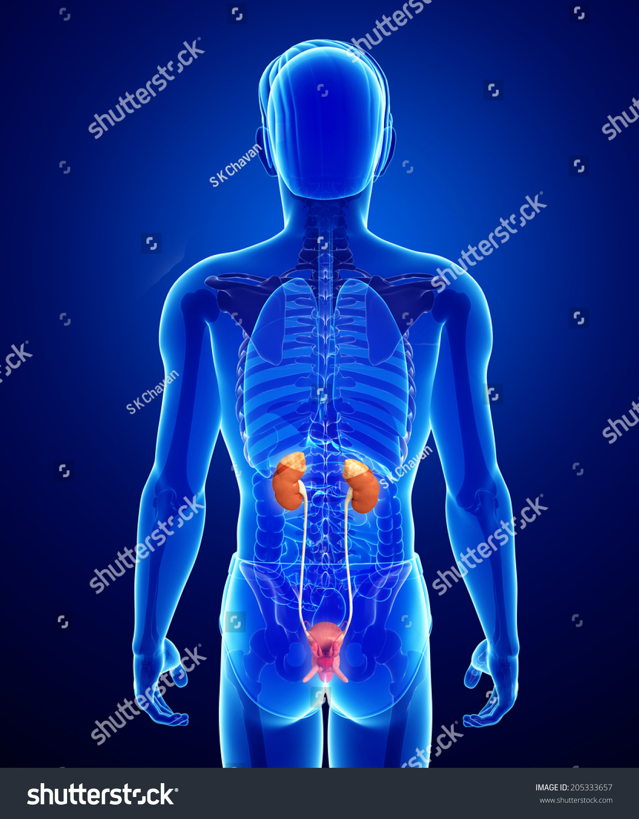 Illustration Of Male Urinary System 205333657 Shutterstock