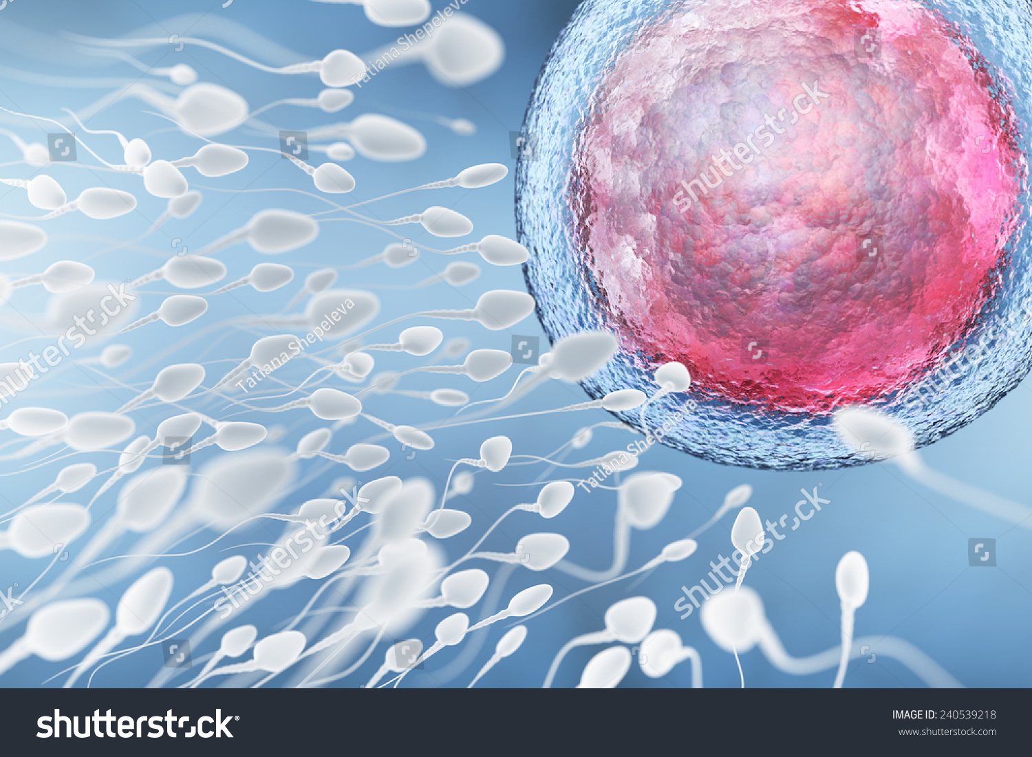 Illustration Of Sperm And Egg Cell - 240539218 : Shutterstock