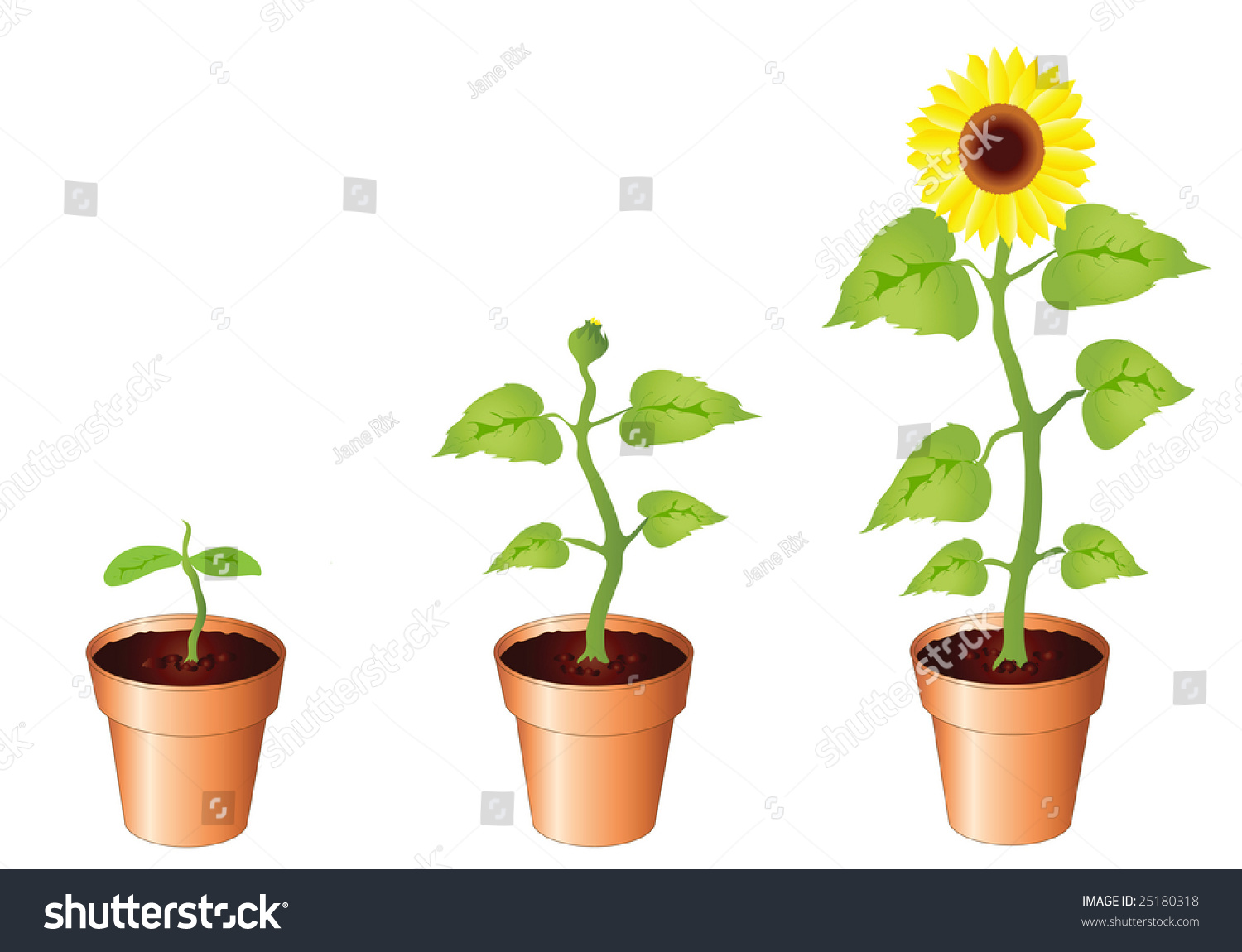 Illustration Sunflower Through Stages Growth Seedling Stock 