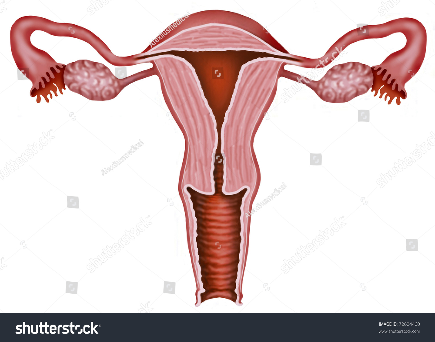 teen girl fuck my amature female vagina drawing