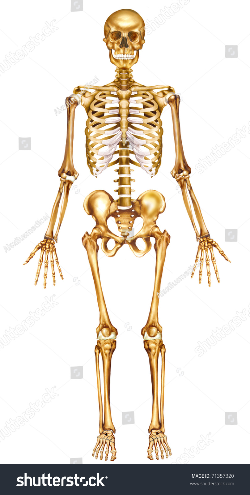 Illustration With Front View Of The Human Skeleton 71357320