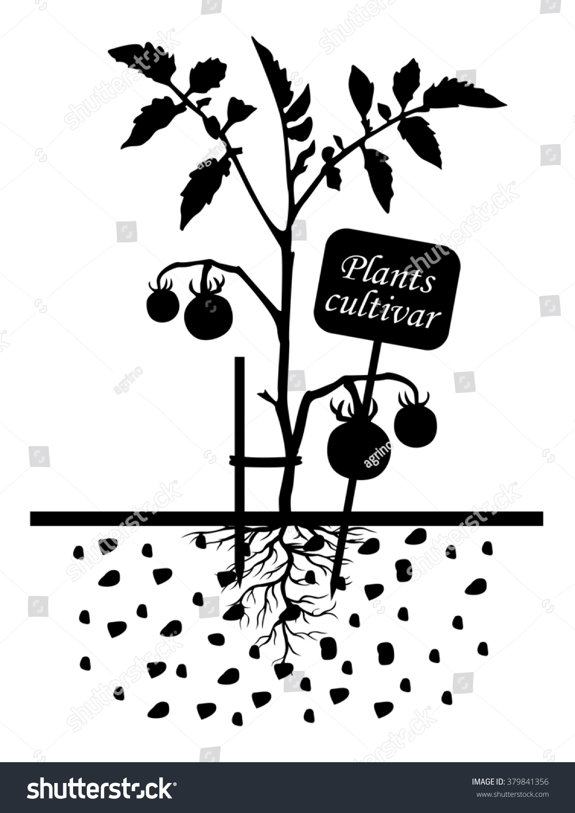 illustrations of Set of silhouettes of tomato plants with label cultivar illustrations of Set of silhouettes of tomato plants with label cultivar
