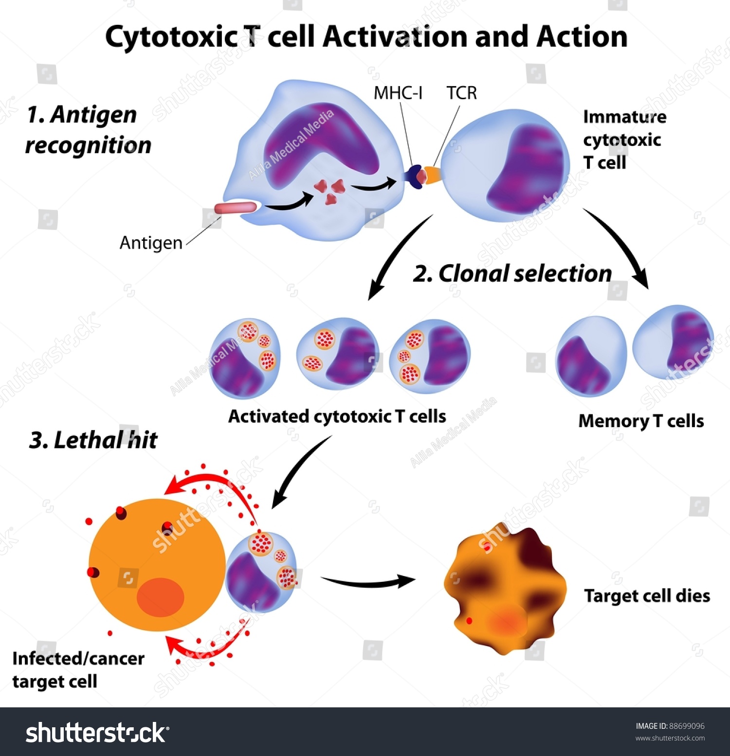 Immune System Basics, Function Of Cytotoxic T Cells Stock Photo 