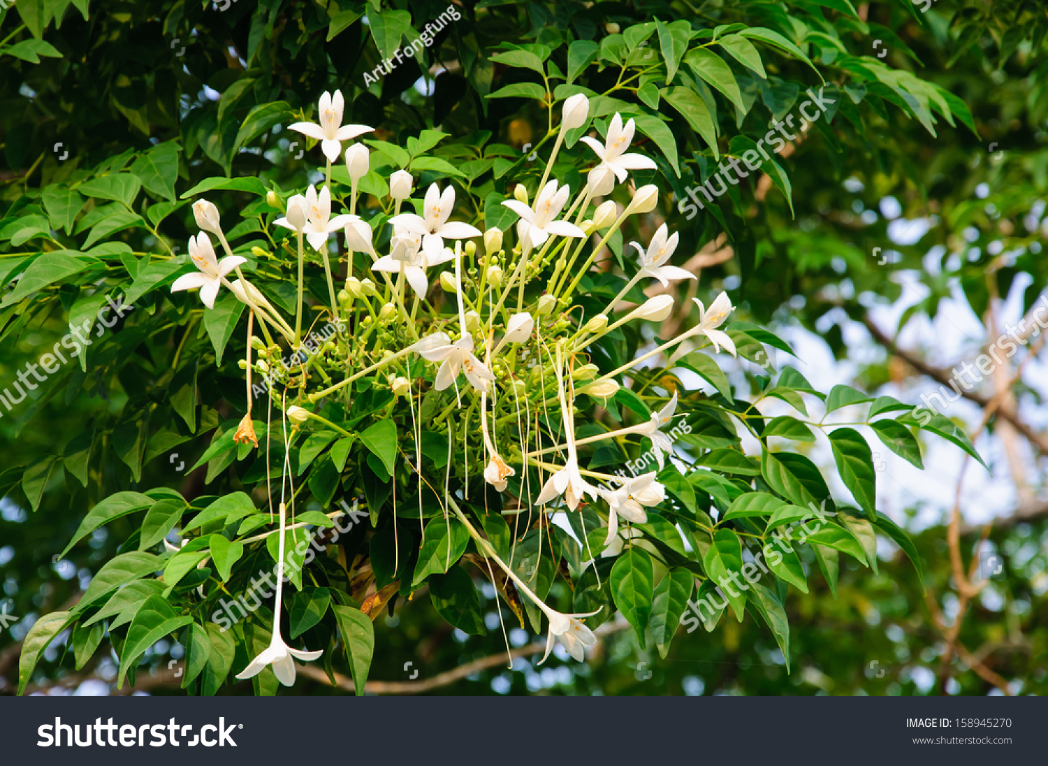 Indian Cork Tree (Millingtonia Hortensis Linn.F) Flowers. Stock Photo