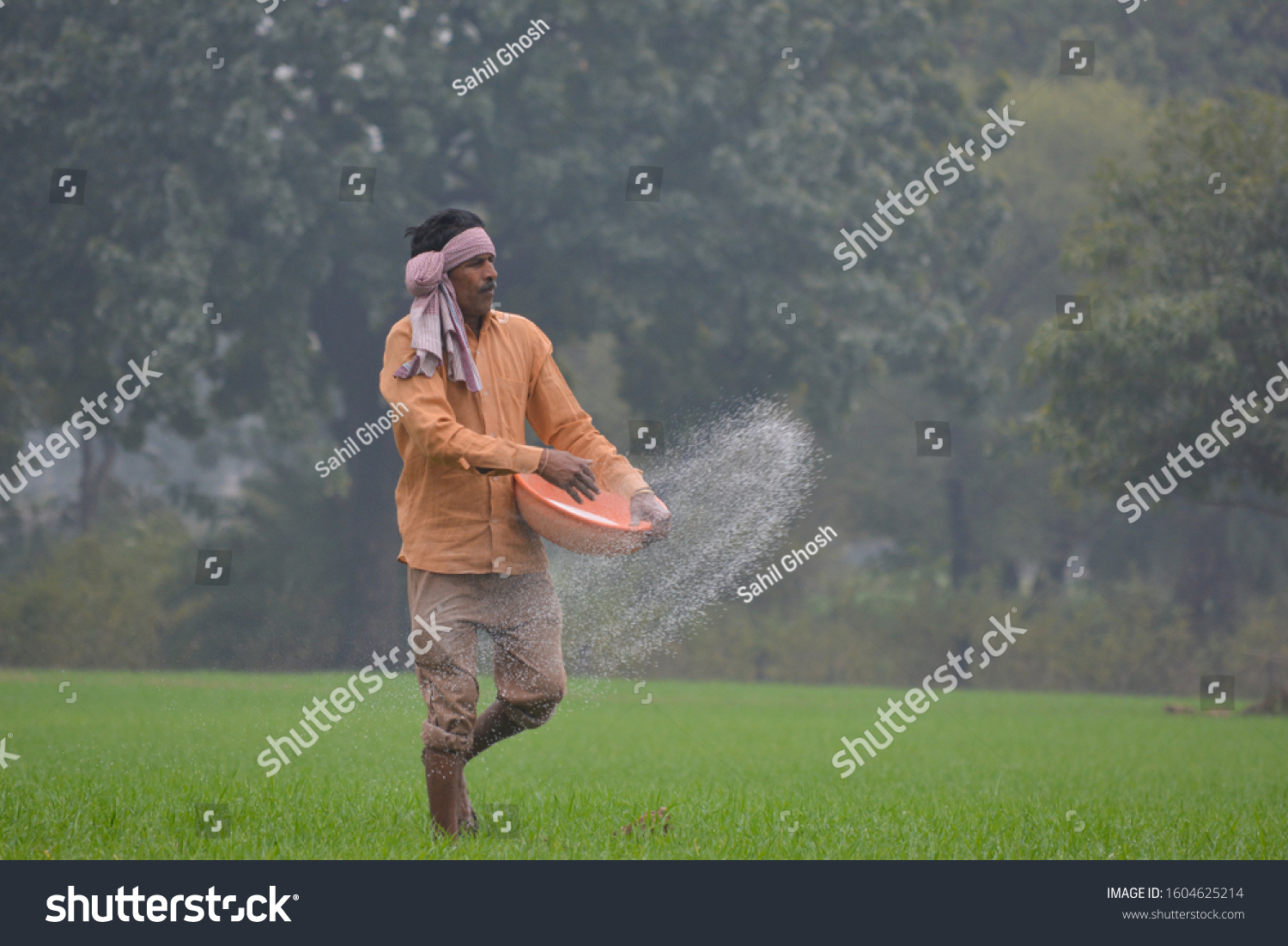 Indian Farmer Spreading Fertilizer Wheat Field Stock Photo Edit Now