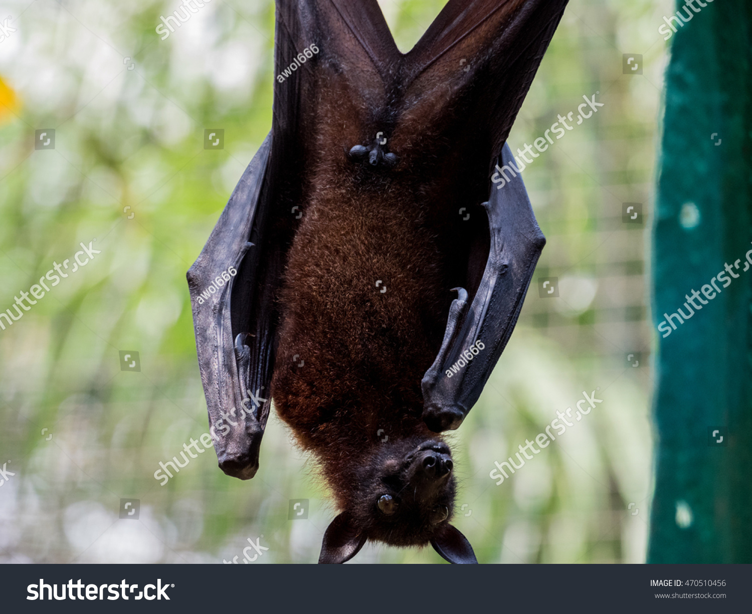 Indian Flying Fox Pteropus Giganteus Foto Stock Shutterstock