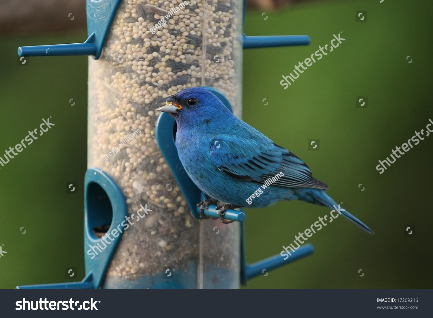 indigo bunting feeding stock photo 17209246 shutterstock indigo bunting feeding stock photo 17209246 shutterstock