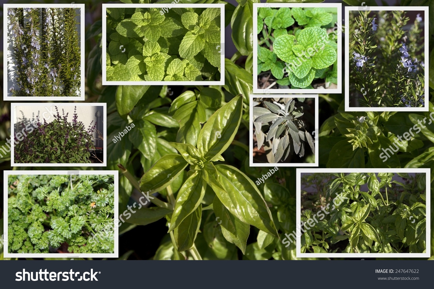 What are some commonly used herbs?