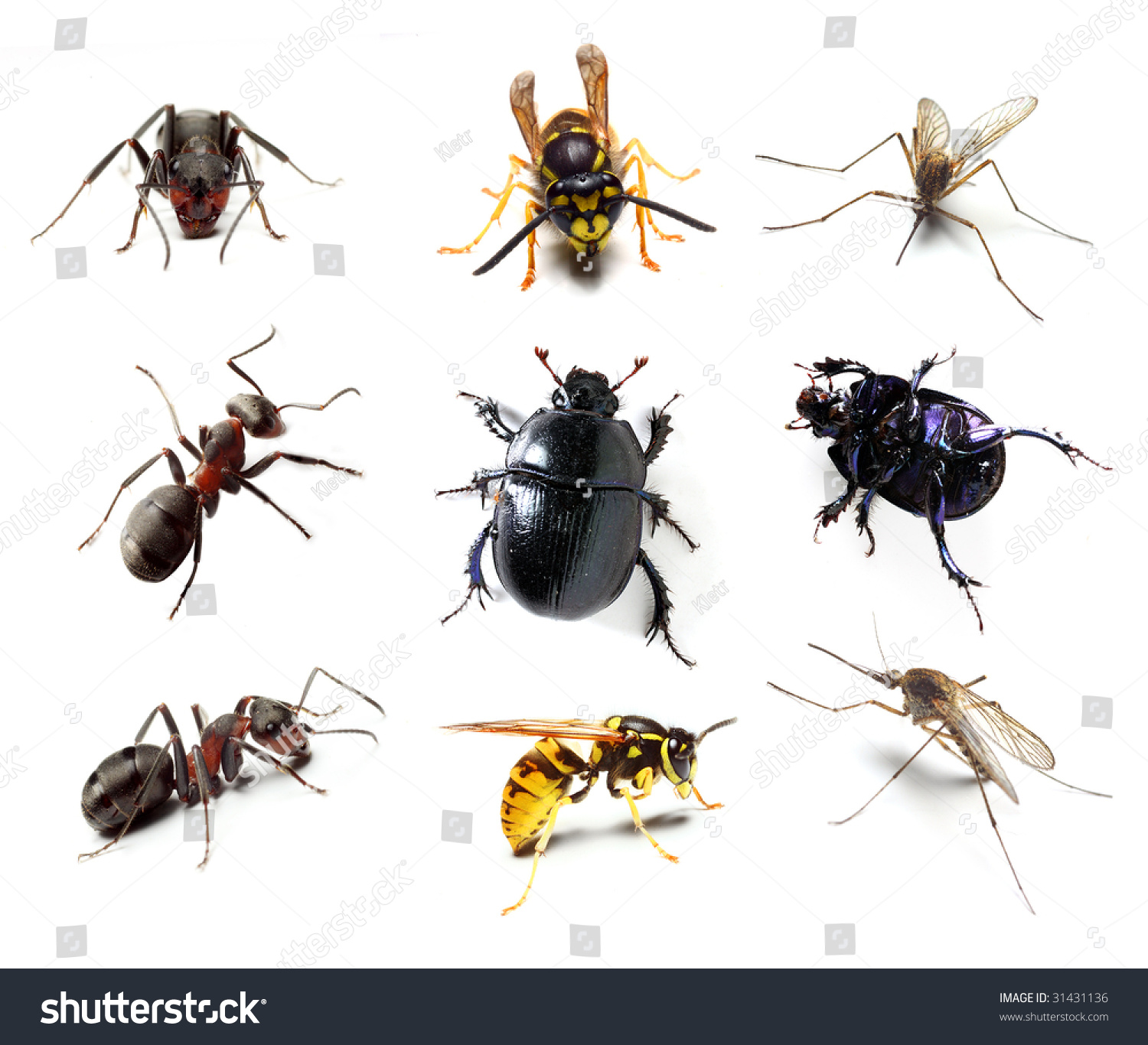 Insect Collection On White Background Stock Photo 31431136 - Shutterstock