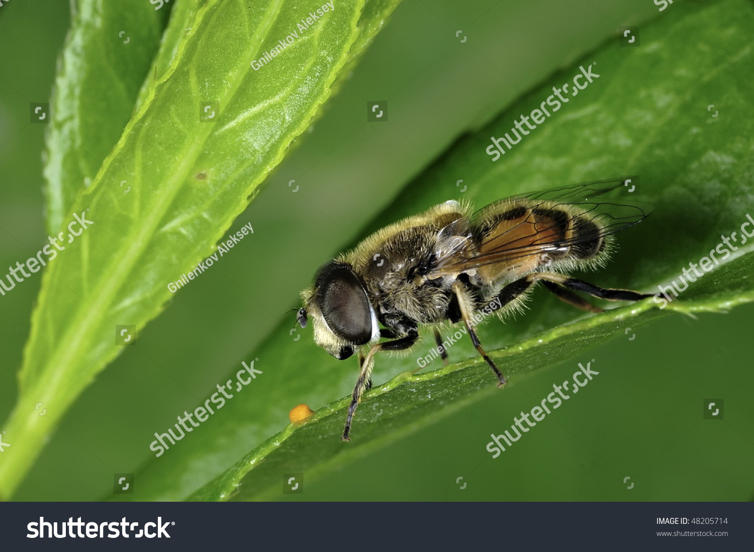 the body of arthropods is covered by chitinous exoskeleton