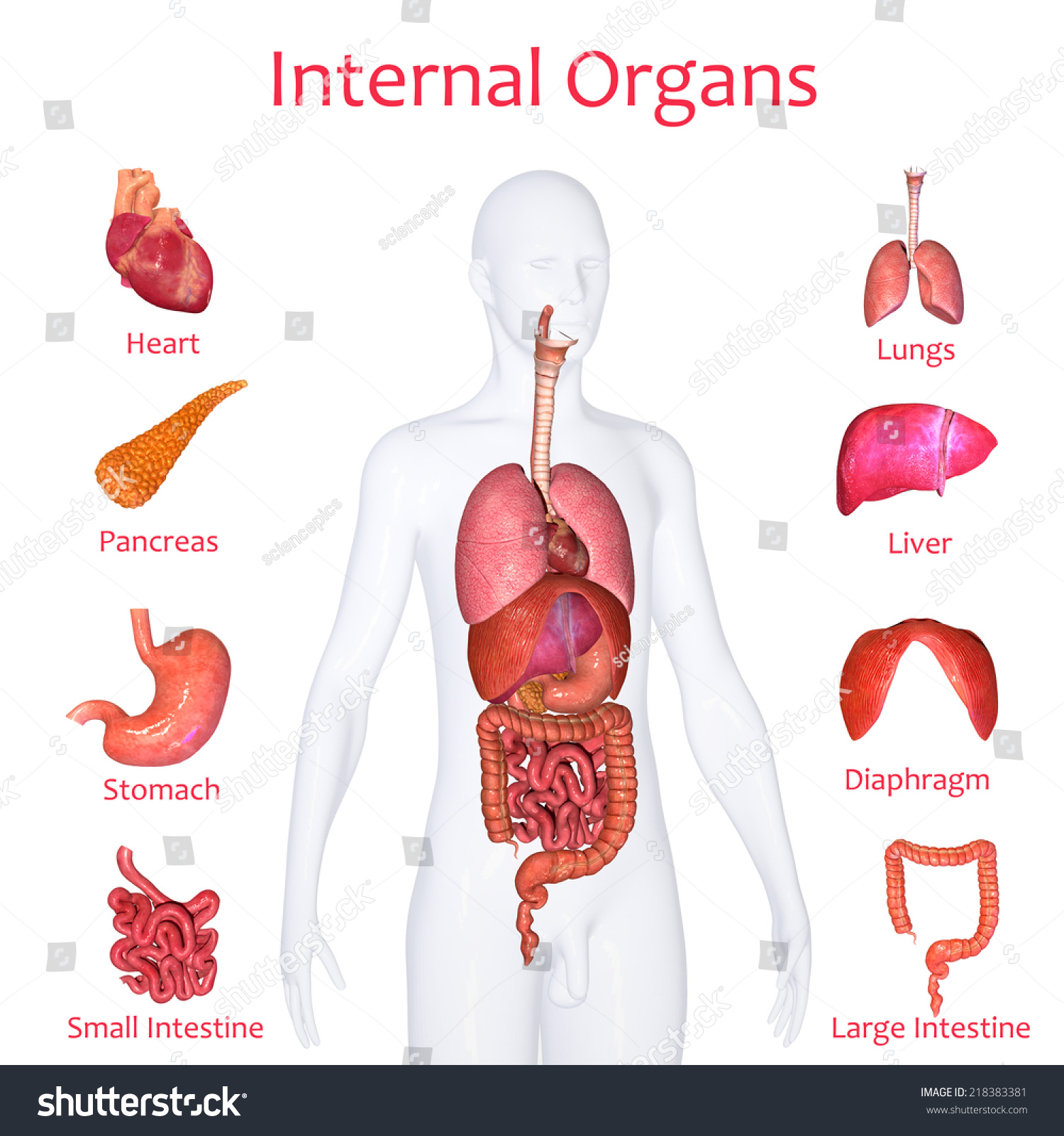 Internal Organs Stock Illustration 218383381 - Shutterstock
