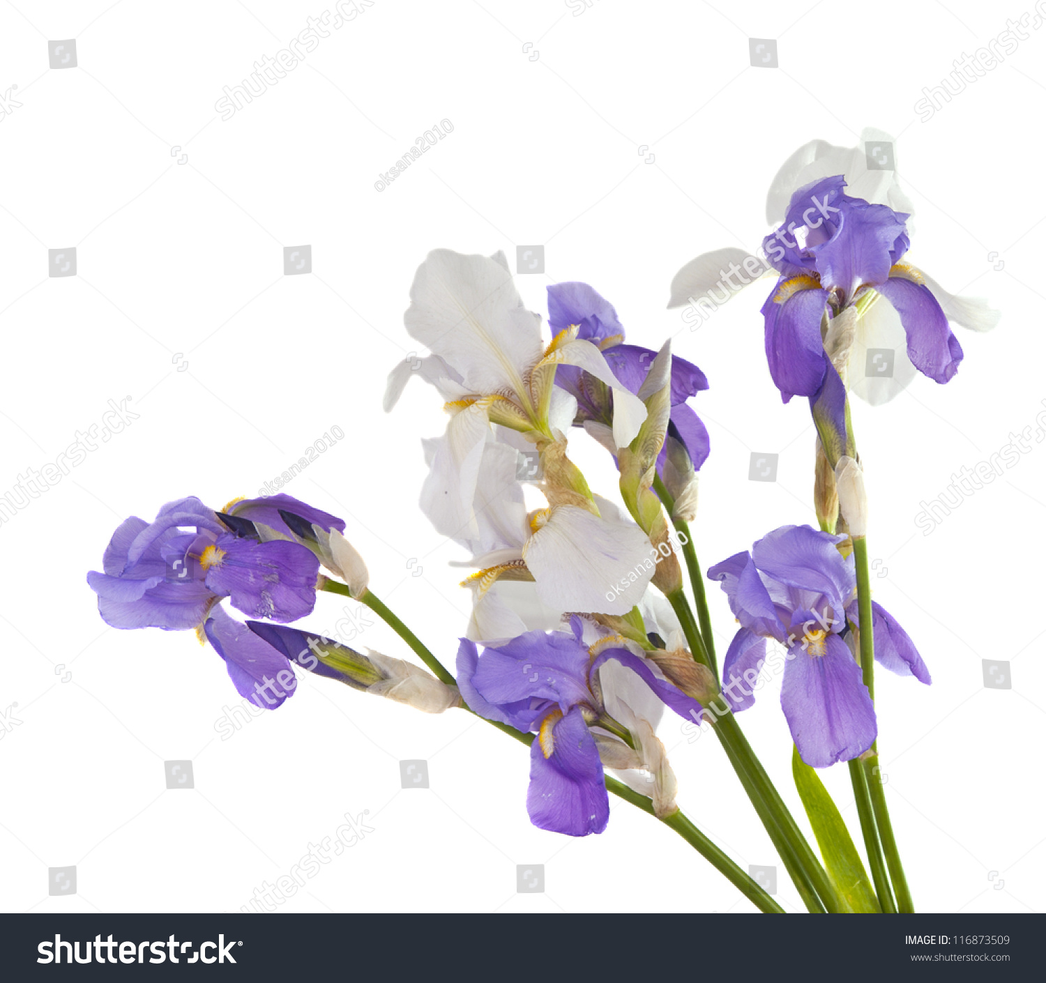 Iris Bouquet Of Flowers Isolated On White Background Stock Photo